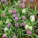Bulbes à fleurs à planter à l'automne - Fritillaire Meleagris (x25) - face recto